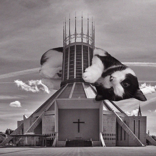 Cats of brutalism: making brutal architecture a little furrier