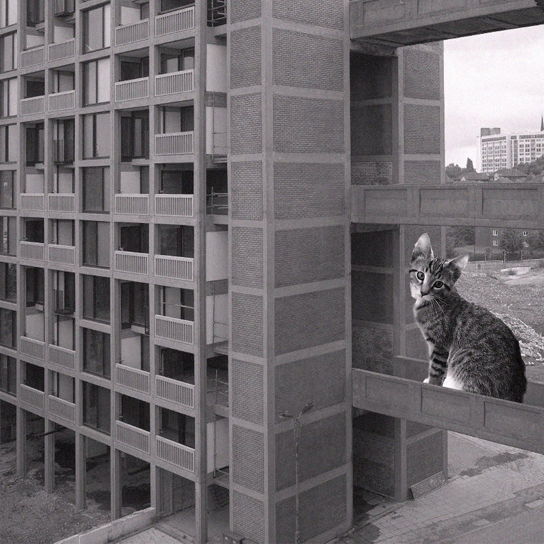 Cats of brutalism: making brutal architecture a little furrier