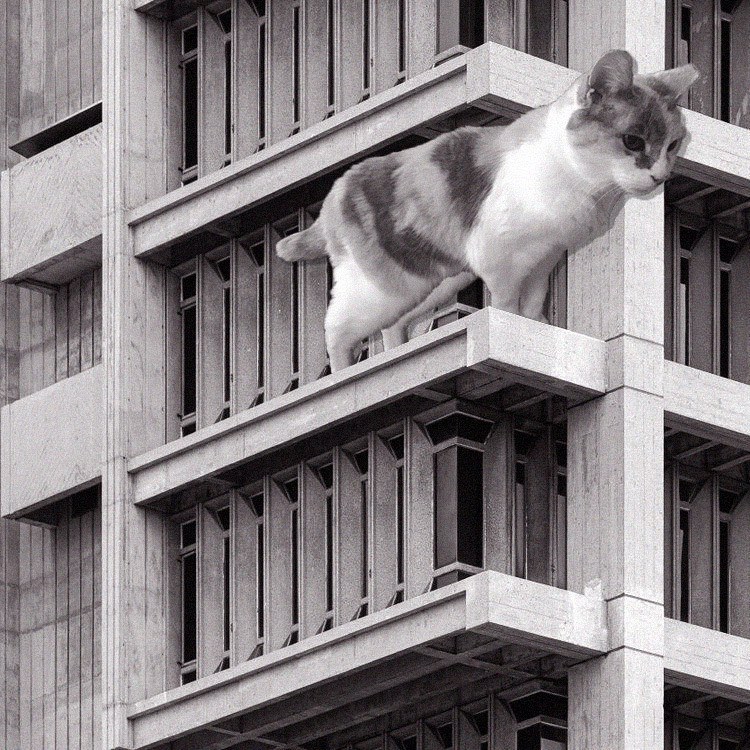 Cats of brutalism: making brutal architecture a little furrier