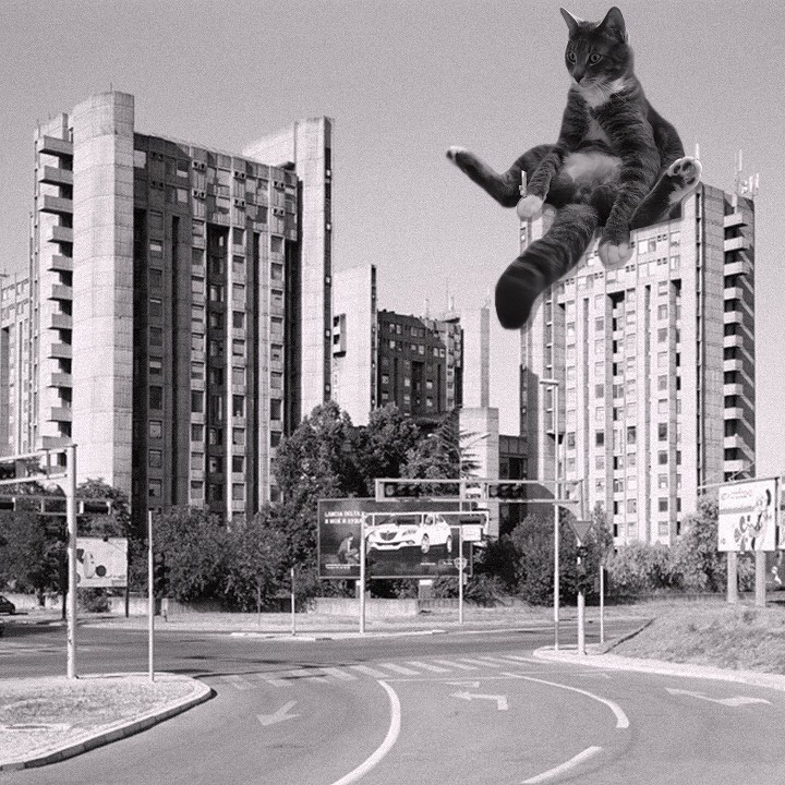 Cats of brutalism: making brutal architecture a little furrier