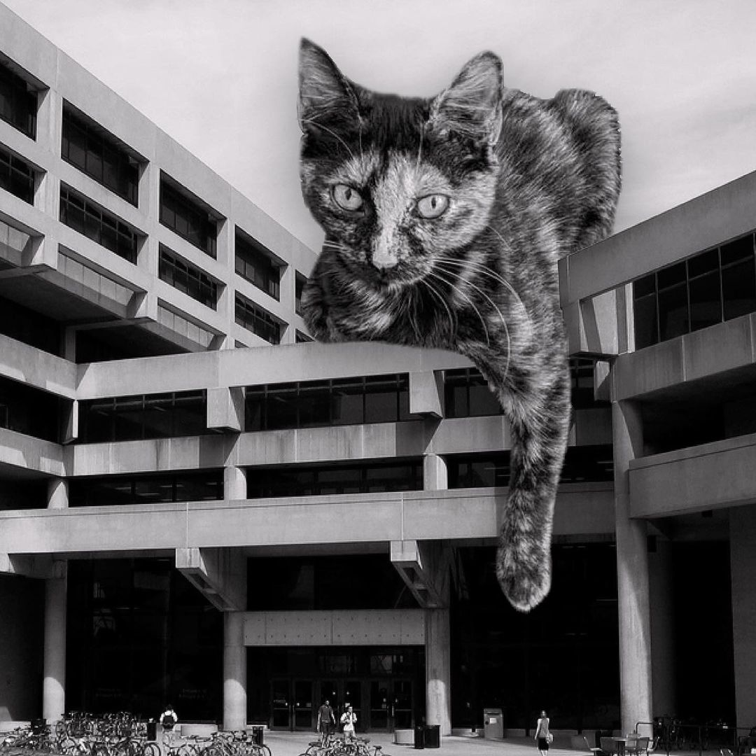 Cats of brutalism: making brutal architecture a little furrier