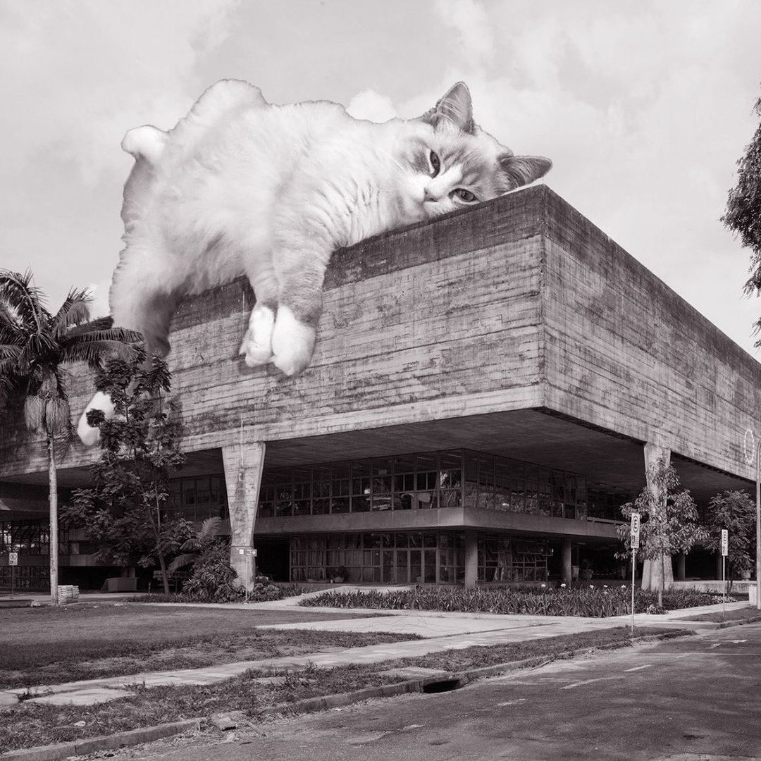 Cats of brutalism: making brutal architecture a little furrier