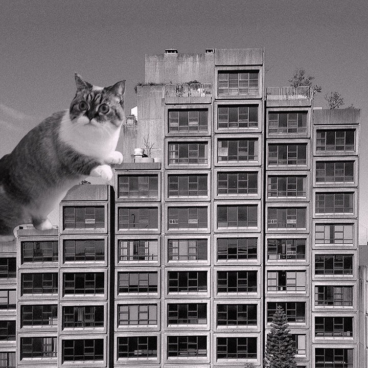 Cats of brutalism: making brutal architecture a little furrier
