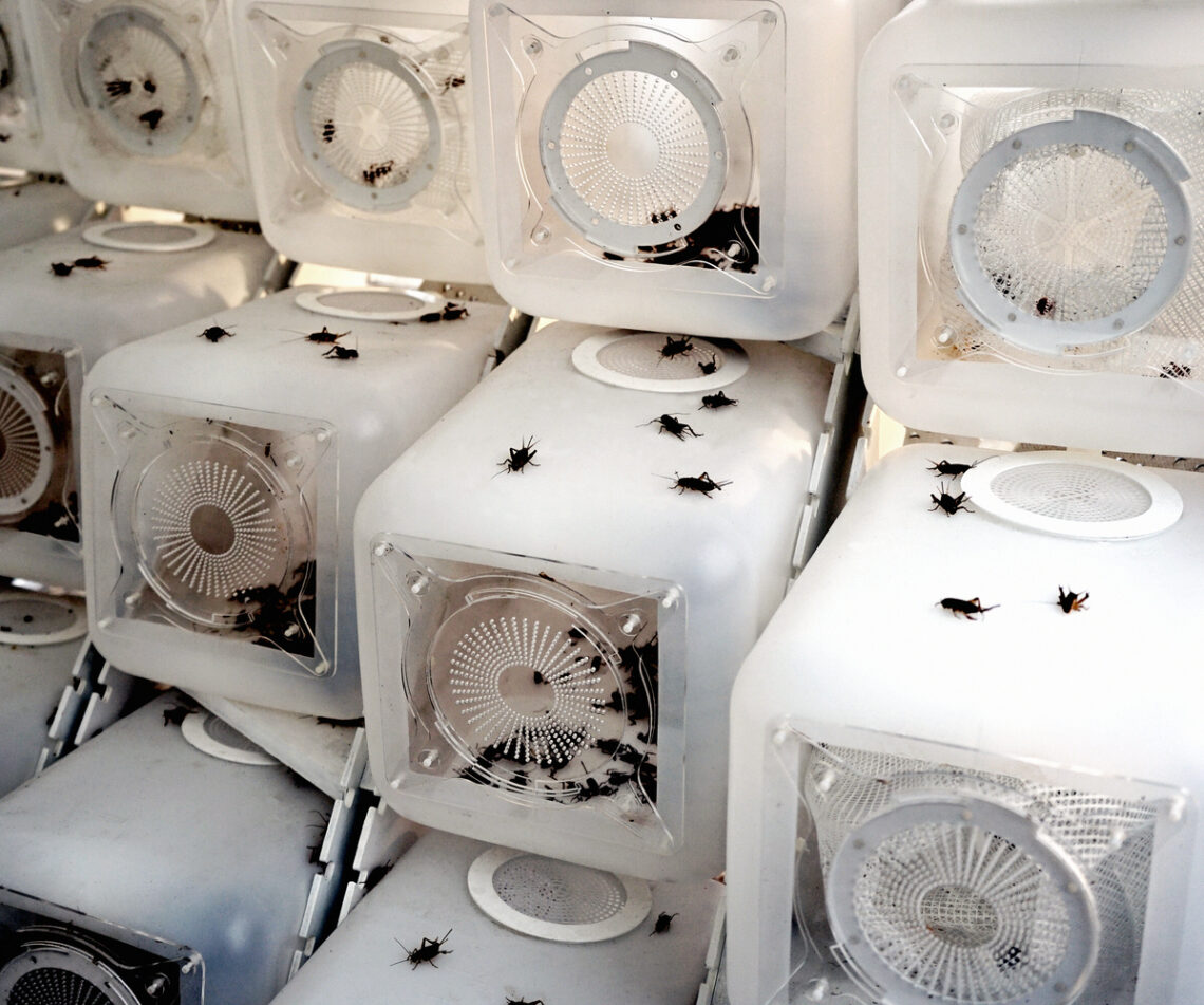 Cricket Shelter - Modular Insect Farm / Terreform One 1 Cricket shelter - modular insect farm / terreform one