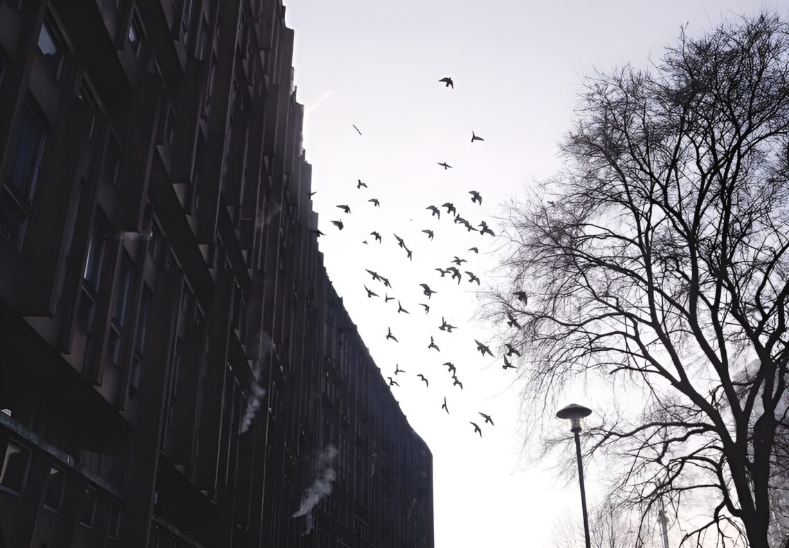 Robin hood gardens / alison and peter smithson | classics on architecture lab